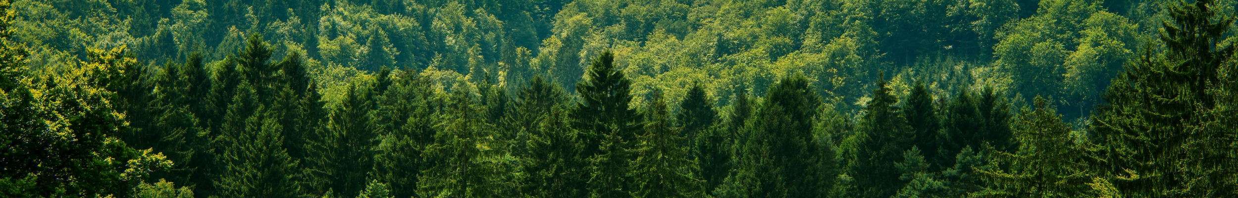 menzer_banner_fsc_zertifizierung_2500x400px